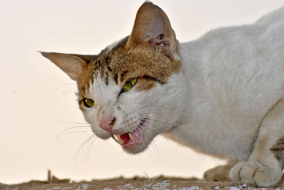 short-fur white and orange cat, Brown, Kitten, Face, Cat'S Eyes HD wallpaper