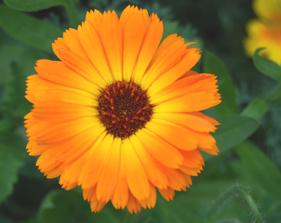 sun flower, orange, bright, summer, nature, blossom, bloom HD wallpaper