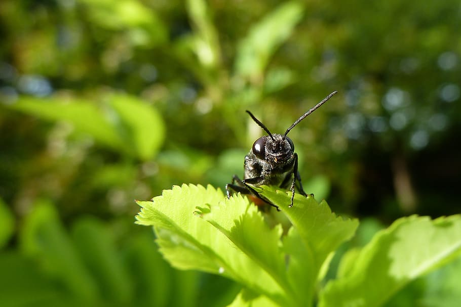 insect, close up, macro, nature, animal themes, one animal HD wallpaper