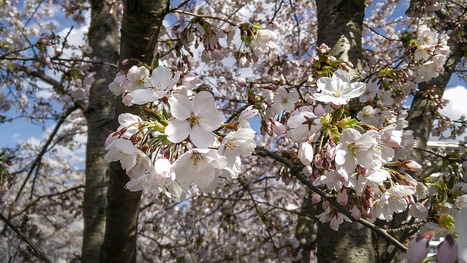 nature, tree, blossom, bloom, spring, flowering plant, vulnerability HD wallpaper