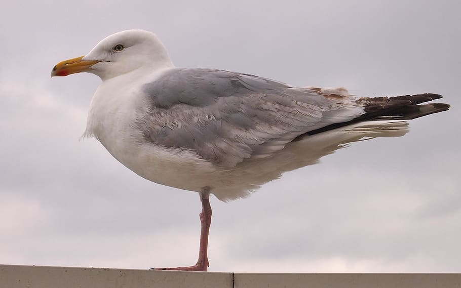 seagull, bird, animal, animals in the wild, animal wildlife HD wallpaper