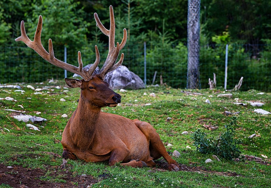 reindeer laying on green grass, plume, animals, nature, wildlife HD wallpaper