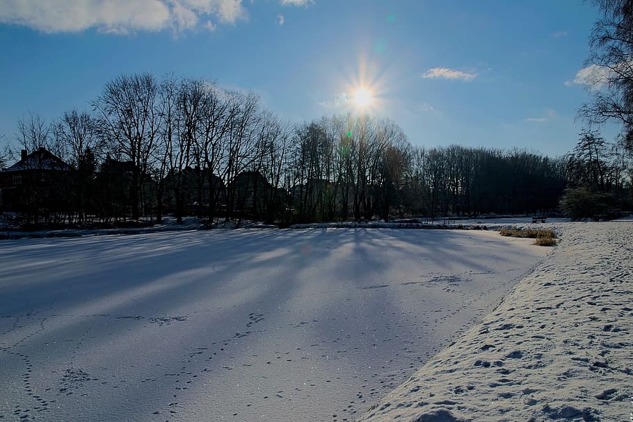 winter, snow, view, lake, tree, landscape, nature, white, biel HD wallpaper