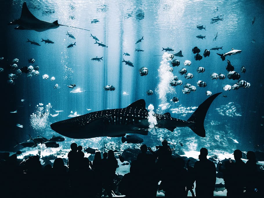 silhouette group of people standing in front of blue whale on underwater museum, silhouette of people watching school of fish in a large aquarium HD wallpaper