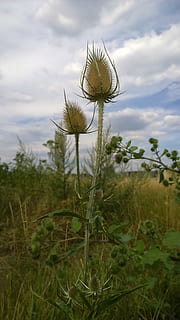 wild cards, thistle, thorns, prickly, plant, growth, cloud - sky HD wallpaper
