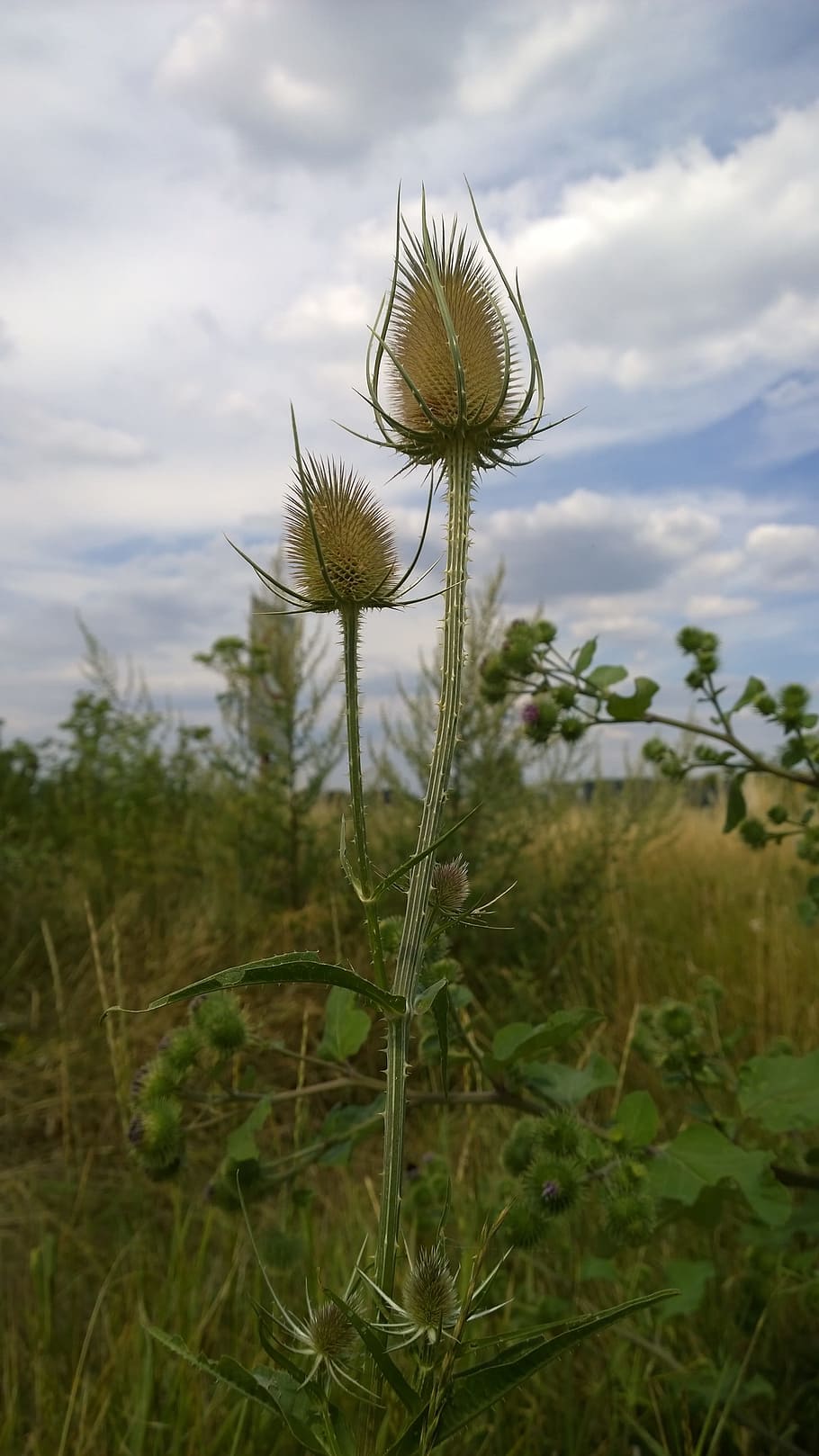 wild cards, thistle, thorns, prickly, plant, growth, cloud - sky HD wallpaper