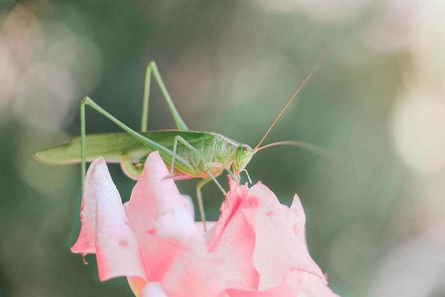 grasshopper, bug, insect, green, pink, light, airy, bokeh, whimsical HD wallpaper