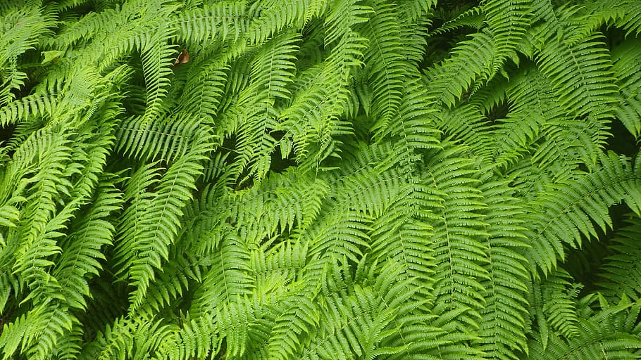 fern, green, plant, green color, leaf, plant part, growth, tree HD wallpaper