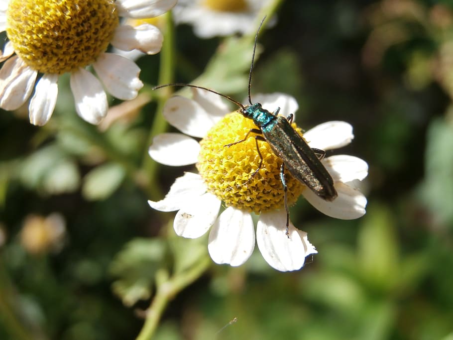 chamomile, flower, insect, plants, plants flowering, flowering plant HD wallpaper