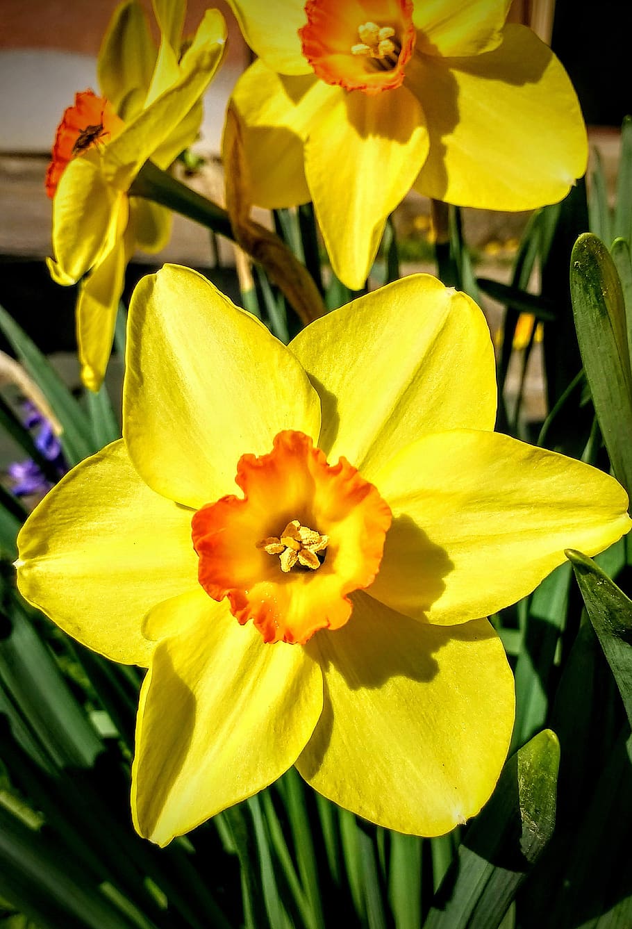 nature, flower, garden, flowering plant, freshness, fragility HD wallpaper