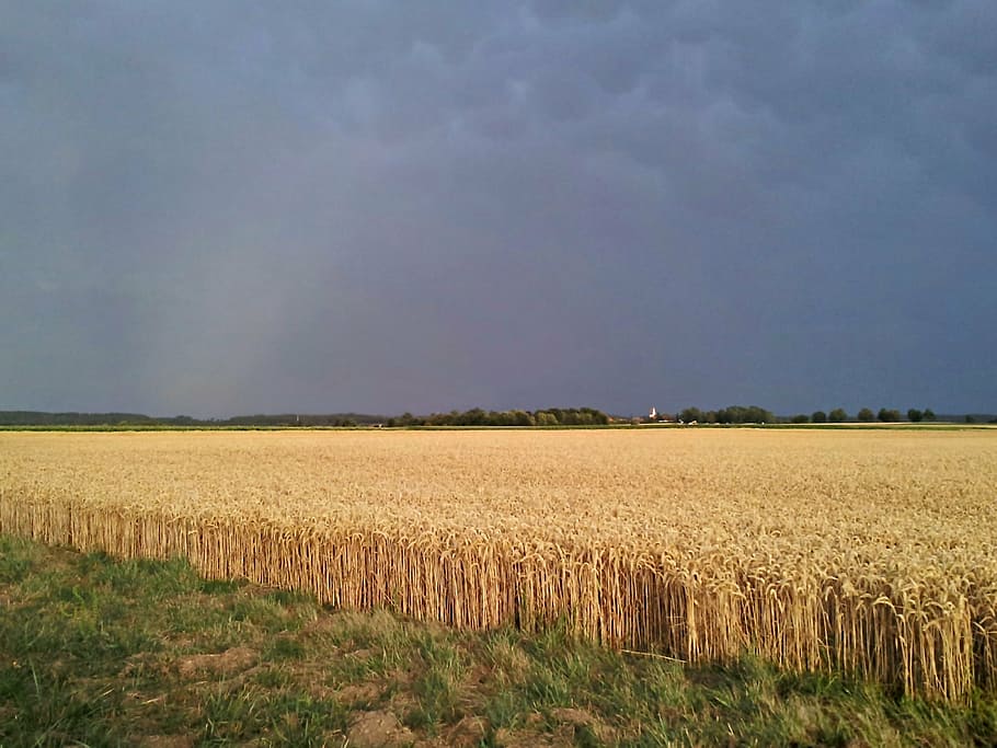 field, thunderstorm, gewitterstimmung, agriculture, nature HD wallpaper