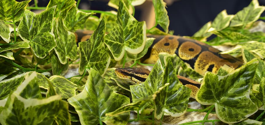 snake, constrictor, reptile, python, scale, ball python, head HD wallpaper