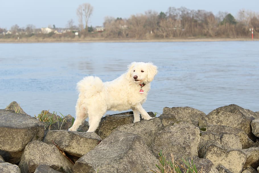 Rhine, Water, Dog, Stein Am Rhein, Bank, river, groyne, white, HD wallpaper