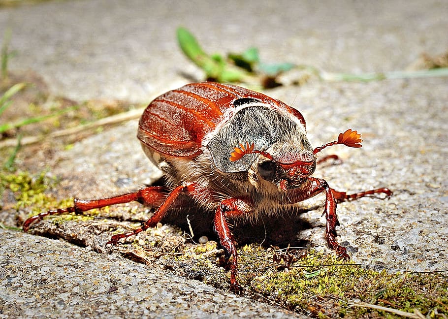 red and black beetle on ground close-up photo, may beetle, macro HD wallpaper