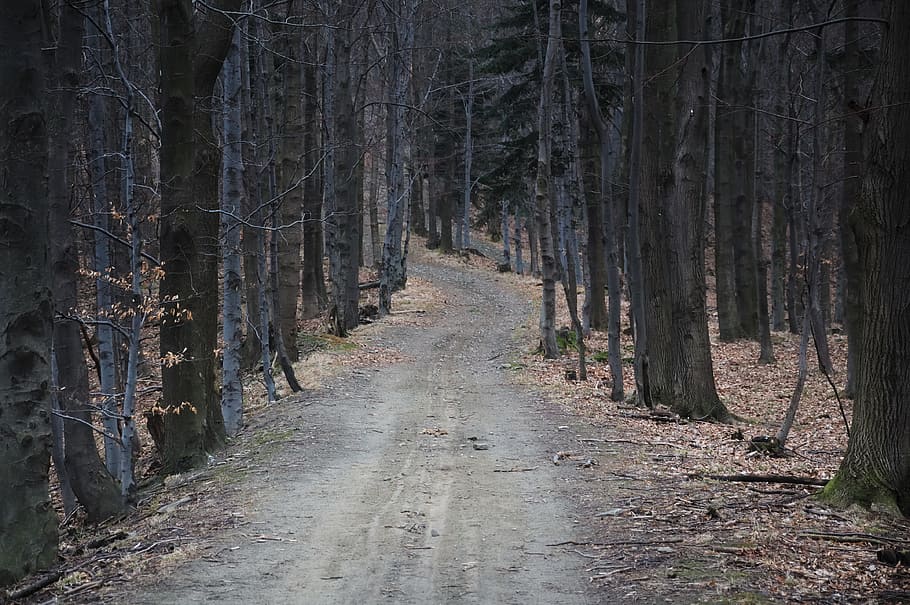 pathway surrounded by withered trees, forest, mountains, sadness HD wallpaper