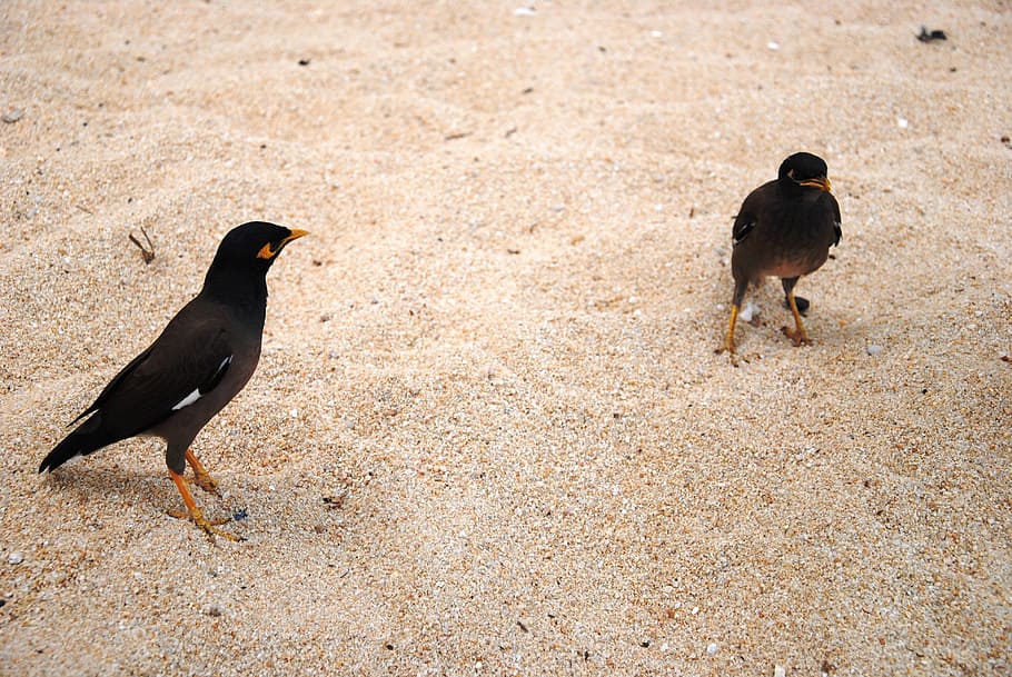 birds, beach, sand, black, thailand, nature, coast, animal HD wallpaper