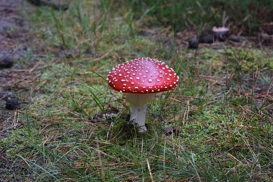 mushroom, nature, forest, fungus, growth, land, fly agaric mushroom HD wallpaper