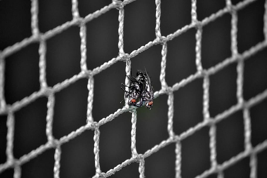 Fly, Net, Copulation, animal themes, one animal, metal, protection HD wallpaper