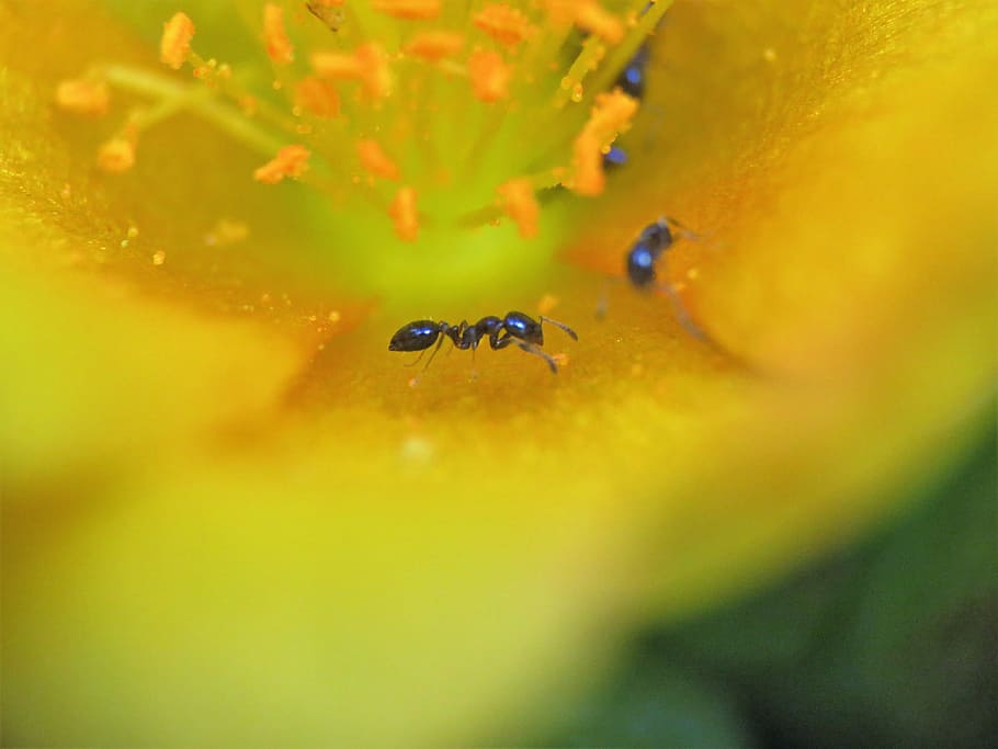 insect, ant, tiny, bloom, yellow, flower, macro, animal wildlife HD wallpaper