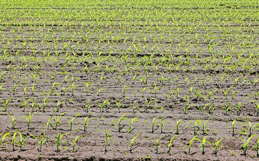 corn, cornfield, seedlings, spring, may, arable, sandy soil HD wallpaper