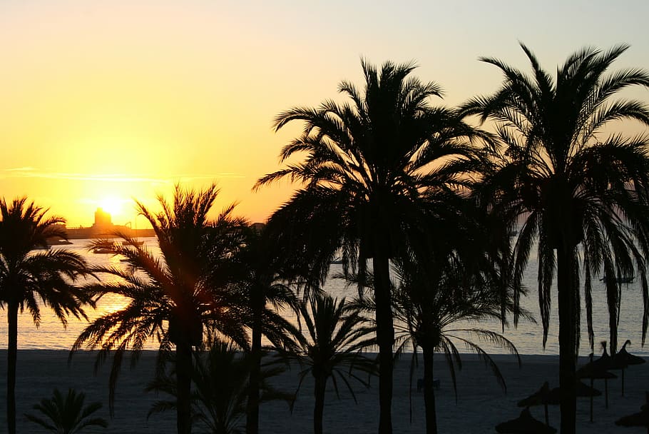 sunset, palm trees, beach, vacation, evening, tropical climate HD wallpaper