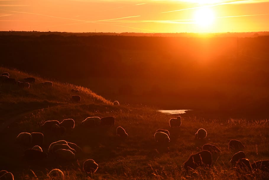 Sunset, Sheep, Nature, Field, Animal, livestock, landscape HD wallpaper