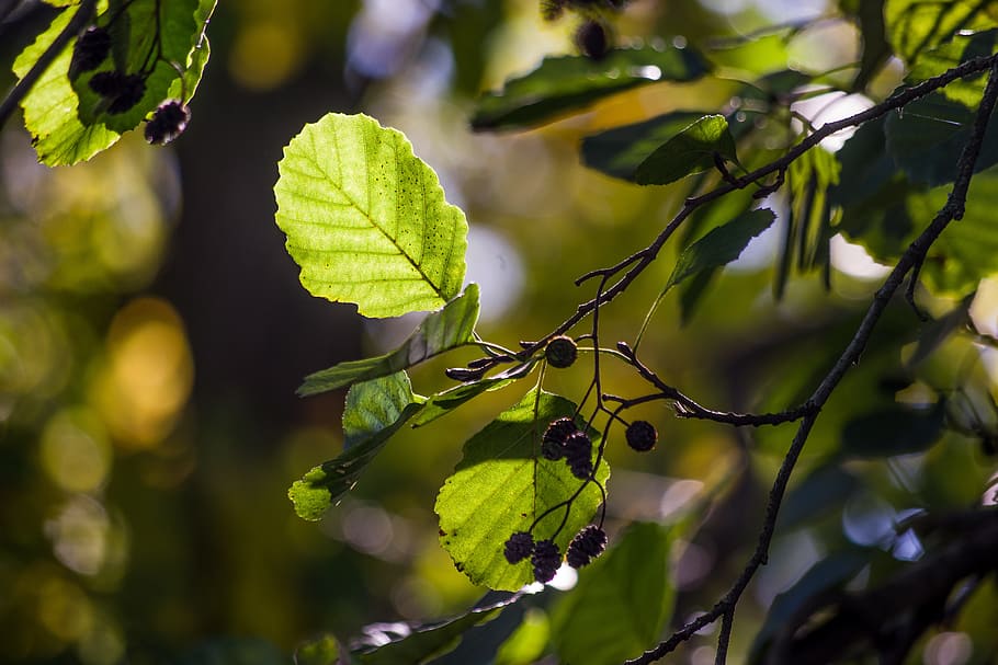 leaf, nature, plant, growth, tree, schönwetter, season, summer HD wallpaper
