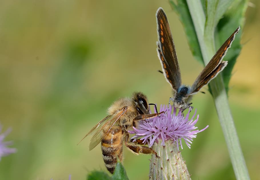 insects, apis, mellifera, with, butterfly, flower, invertebrate HD wallpaper