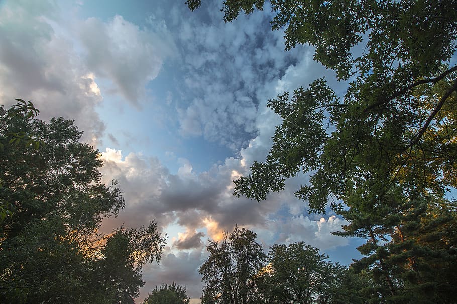 green leaf tree at day time, cloud, sunset, forest, sky, nature HD wallpaper