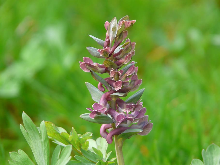 corydalis, flower, blossom, bloom, spring, spring flower, nature HD wallpaper
