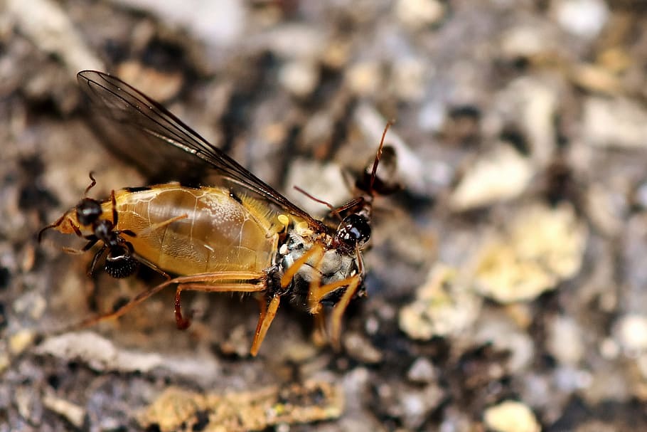 Insect, Ant, Hoverfly, Prey, Dead, drag off, nature, macro, HD wallpaper