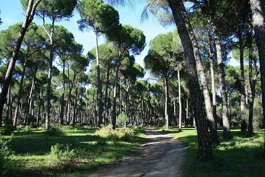 pinewood, stone pine, trail, tree, nature, day, tranquility HD wallpaper