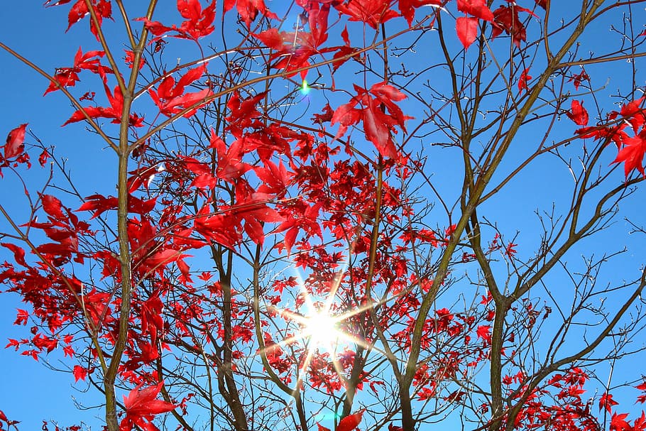 sun, autumn, red, leaves, fall color, nature, tree, sky, fall leaves HD wallpaper