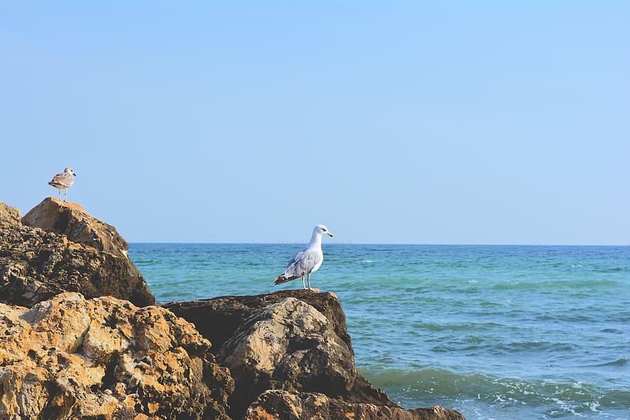 gull, cliff, stone, seaside, great, black sea, blue, sky, romania HD wallpaper