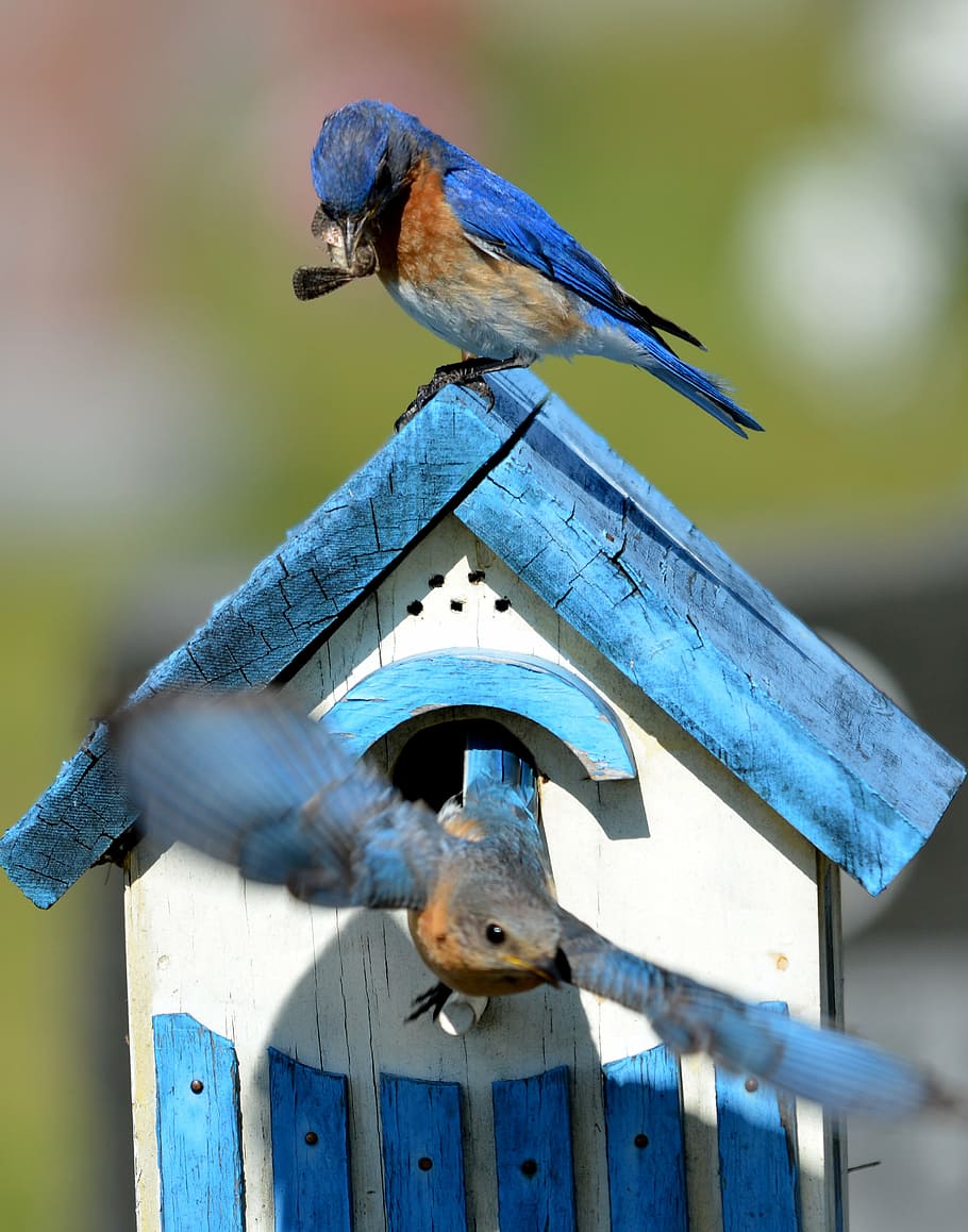 shallow focus photo of blue birds on birdhouse, bluebird, aviary HD wallpaper