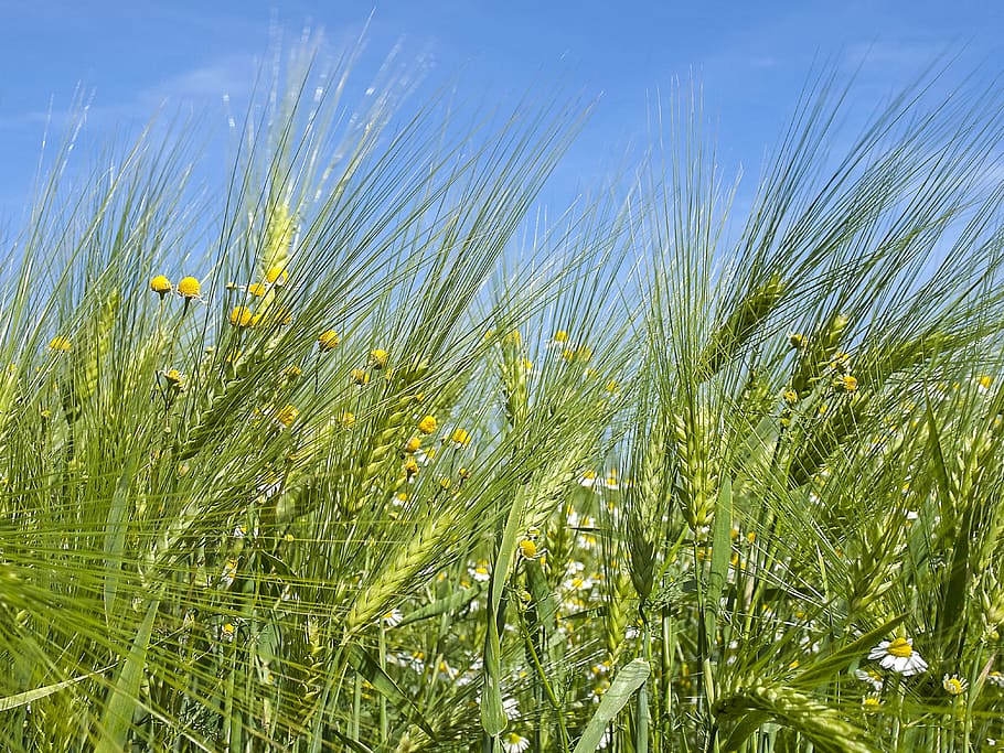 cereals, cornfield, plant, nature, growth, sky, green color HD wallpaper