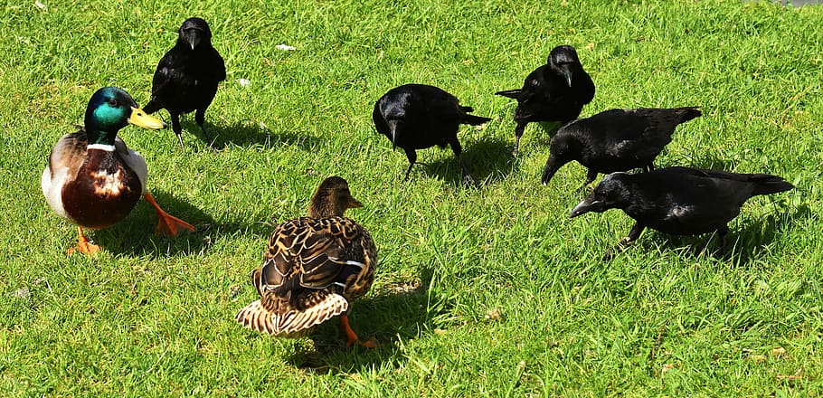 two mallard ducks and five black crows, raven bird, nature, bill