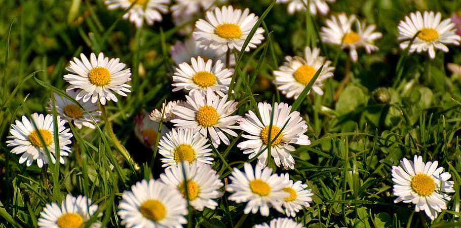 daisy, meadow, bloom, flowers, spring, white, nature, flower meadow HD wallpaper