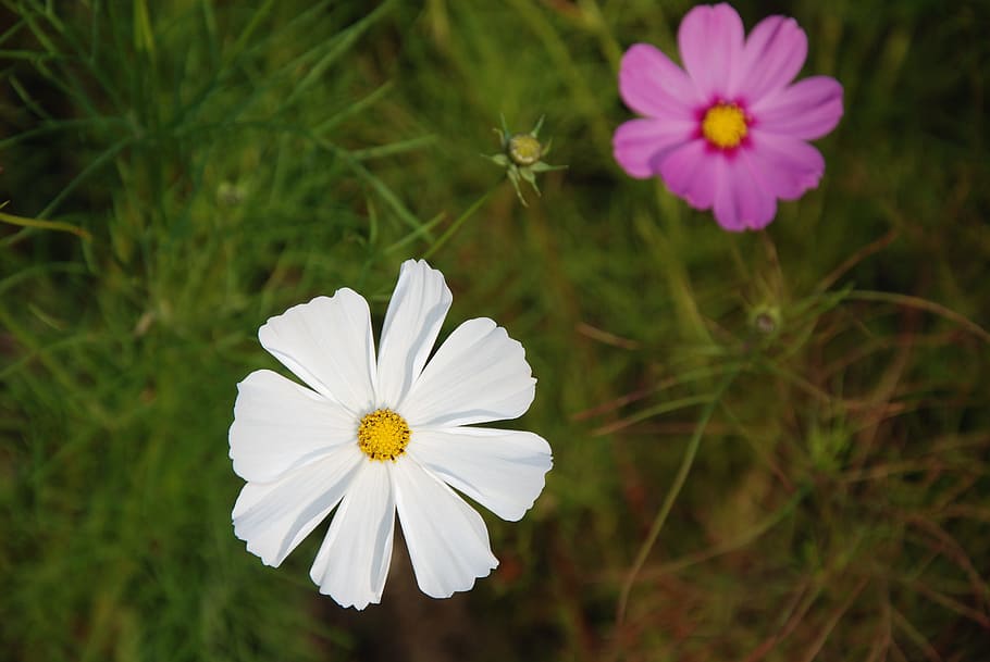 flower, macro, closeup, park, september, nature, flowering plant HD wallpaper