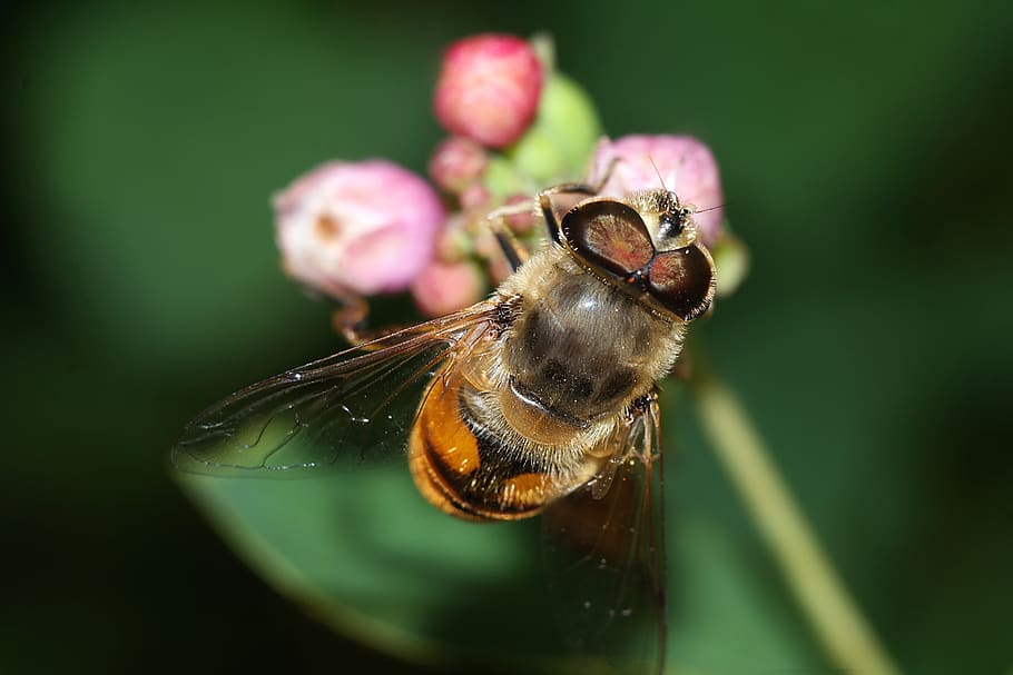insect, macro, nature, winged insects, animal themes, invertebrate HD wallpaper