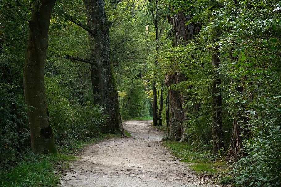 forest, away, forest path, nature, trees, trail, mood, green HD wallpaper