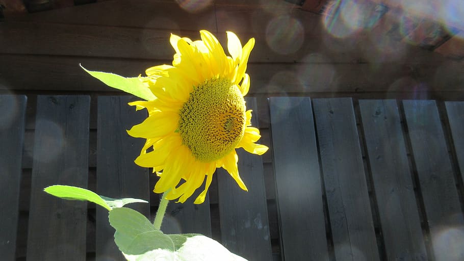 sunflower, bokeh, sunlight, summer, yellow, nature, plant, petal HD wallpaper