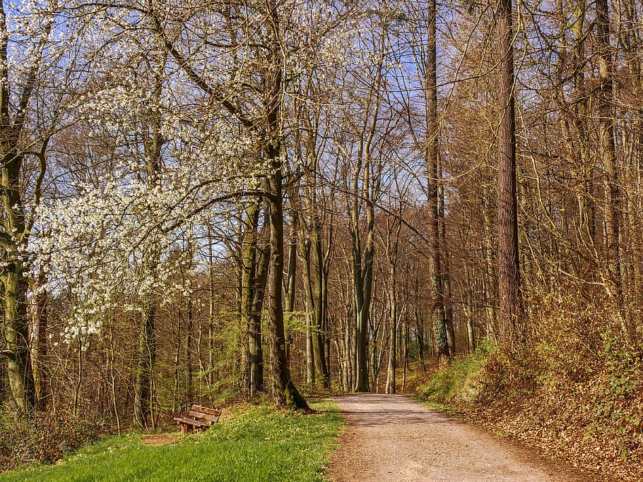 forest, trees, plant, land, the way forward, direction, tranquility HD wallpaper