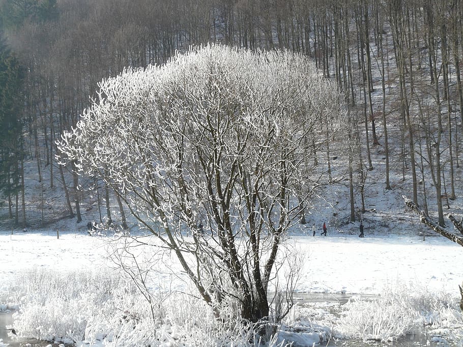 tree, hoarfrost, snow, back light, deep snow, wintry, winter HD wallpaper