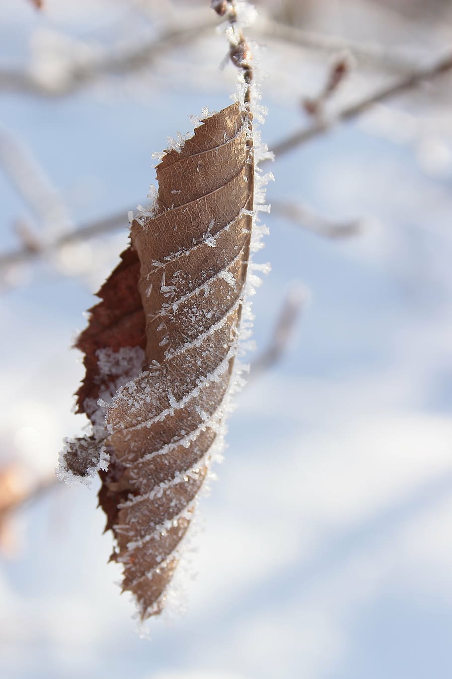 leaf, frost, frozen, cold, leaves, hoarfrost, icy, frosty, eiskristalle HD wallpaper
