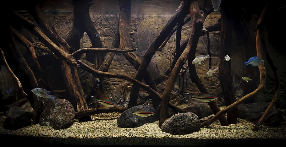 aquarius, fish, fishkeeping, image, the bottom screen, no people HD wallpaper