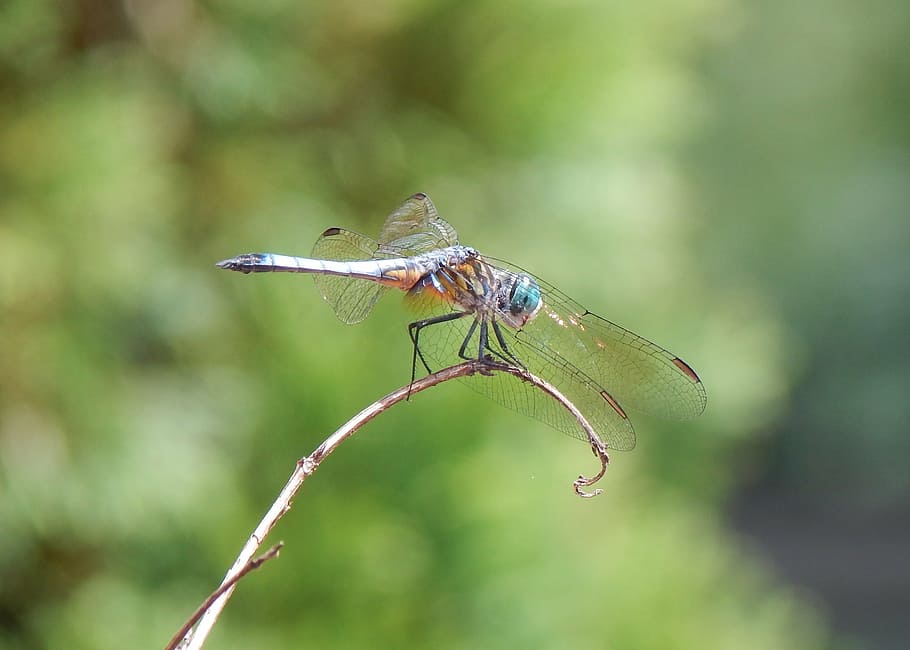 dragonfly, insect, land, nature, summer, wings, bug, wild, fauna HD wallpaper