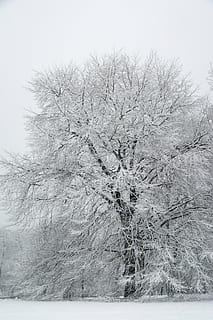 wither tree coated with snow, background, city, cold, covered HD wallpaper