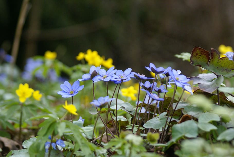 nature, flower, plant, leaf, flowering plant, vulnerability HD wallpaper