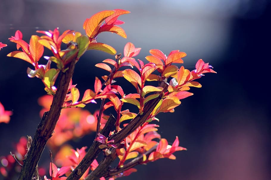 leaves, trees, nature, colors, spring, leaf, autumn, season HD wallpaper